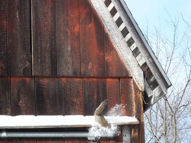 SquirrelTobaccoShed1