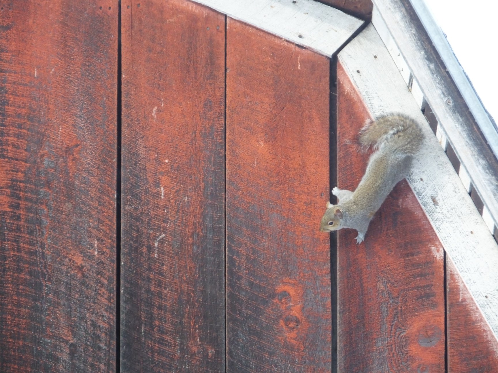 SquirrelTobaccoShed2