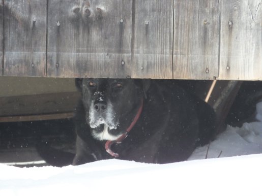 StellaSnowTobaccoShed