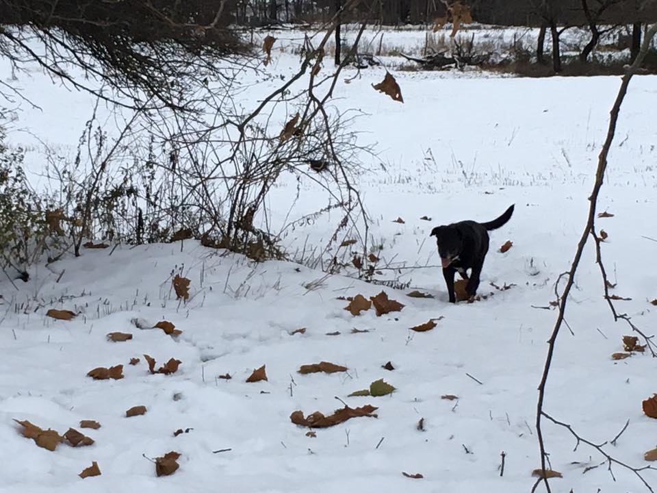 StellaWalkingInSnow