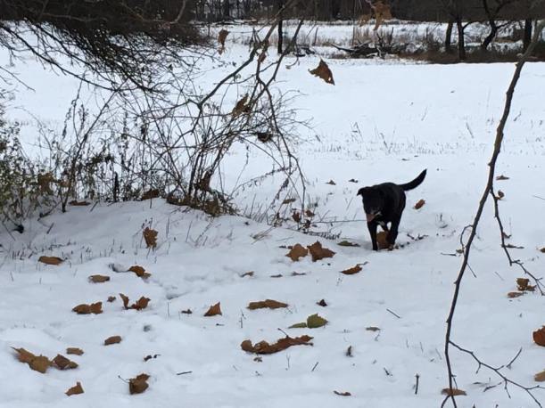 StellaWalkingInSnow