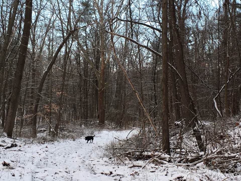 StellaWinterWoods1