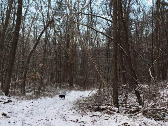 StellaWinterWoods1