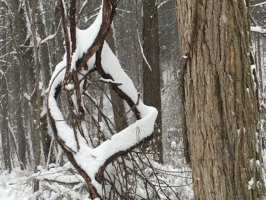 VinesSnowChristianne