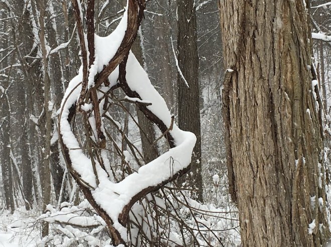 VinesSnowChristianne