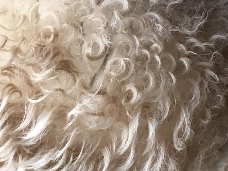 Wool8