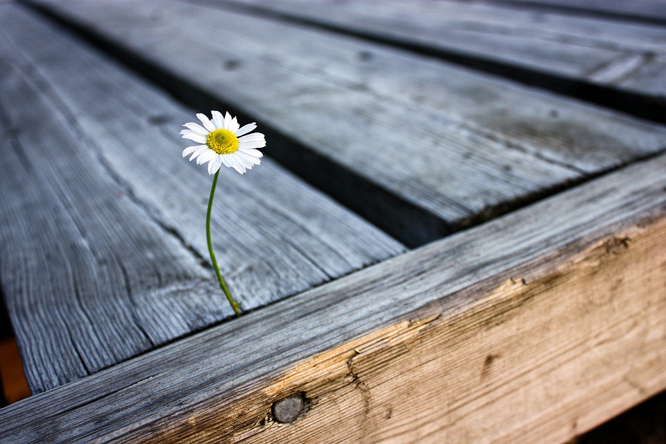 Daisy-Pier