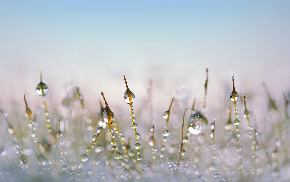 Moss+Water Droplets