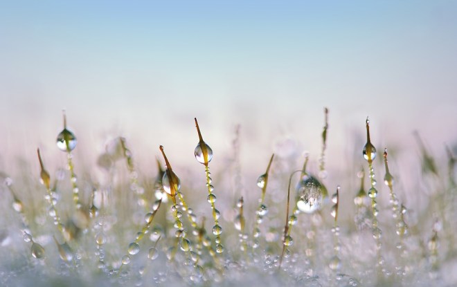 Moss+Water Droplets