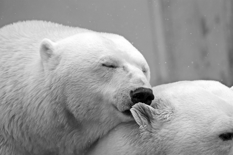 polar-bears
