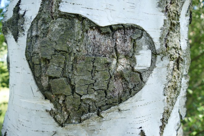 BirchHeart