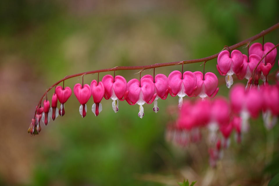 BleedingHearts