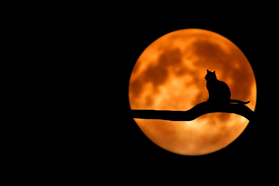 CatMoonAlone