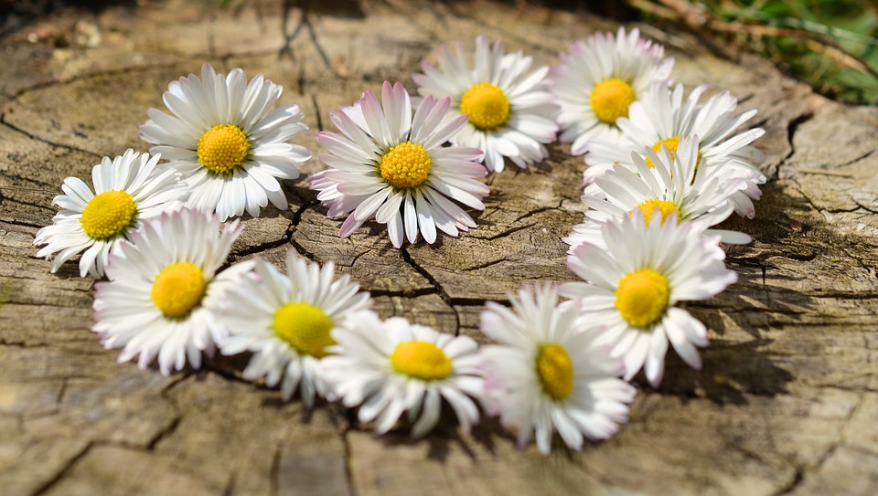 DaisyStump