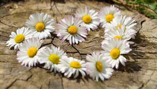 DaisyStump
