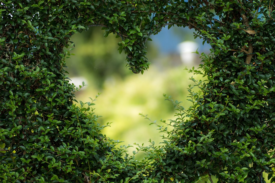 HedgeHeart