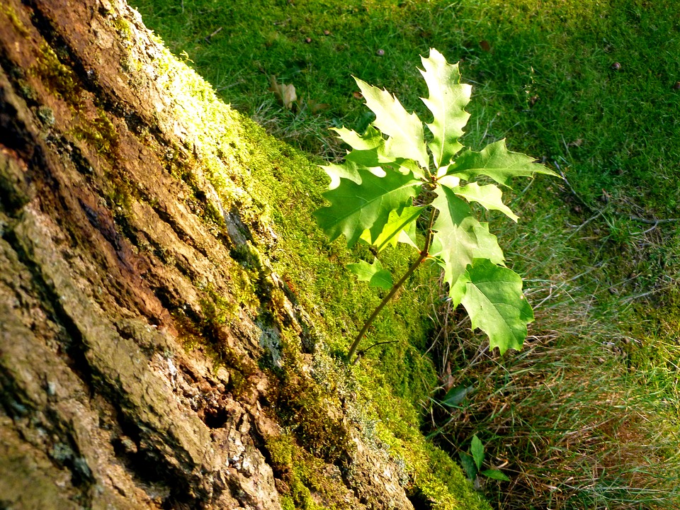 Baby-Oak-Sprouting