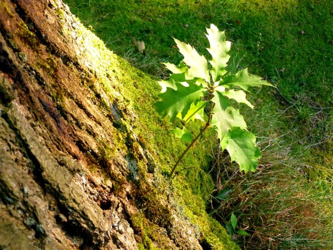 Baby-Oak-Sprouting