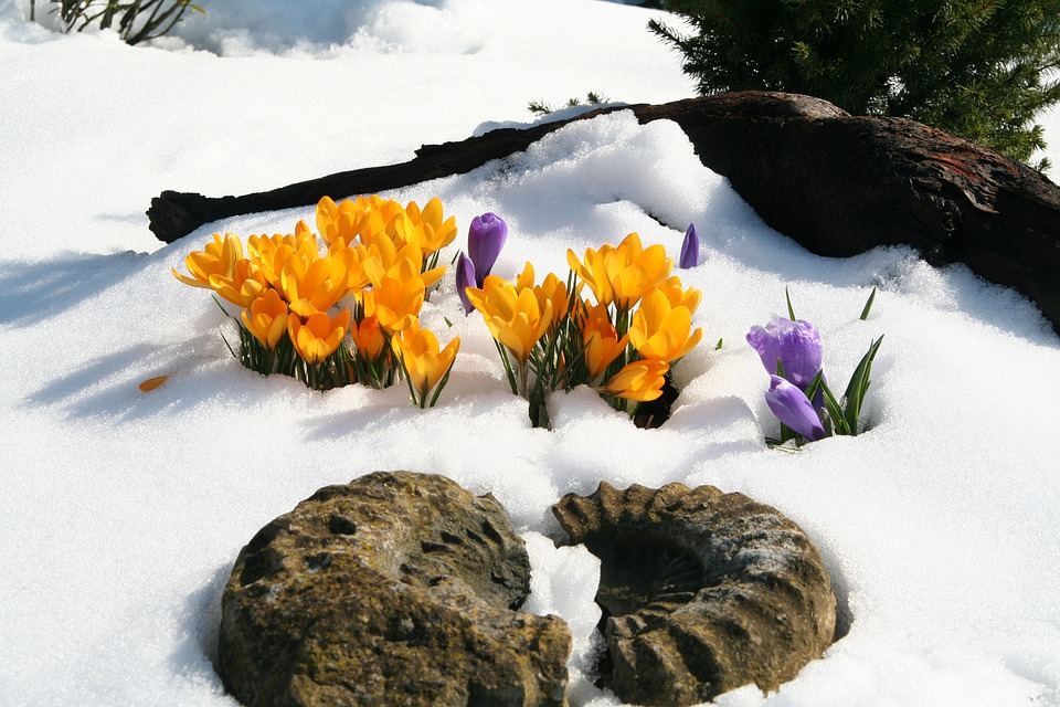 Crocii-Yellow-Snow
