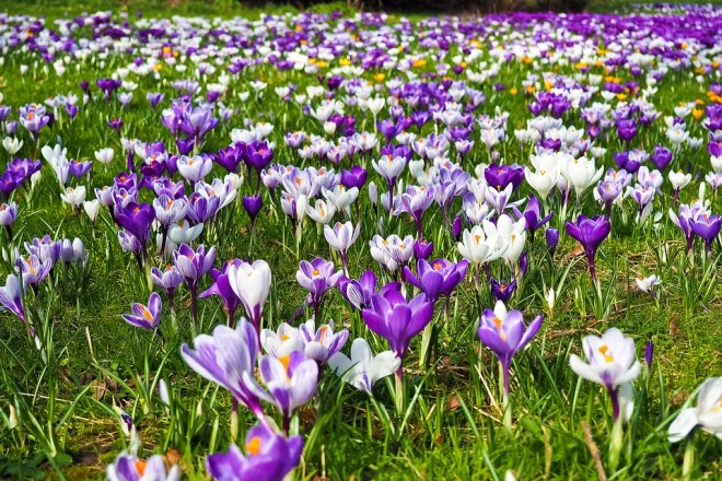 Crocus-field2