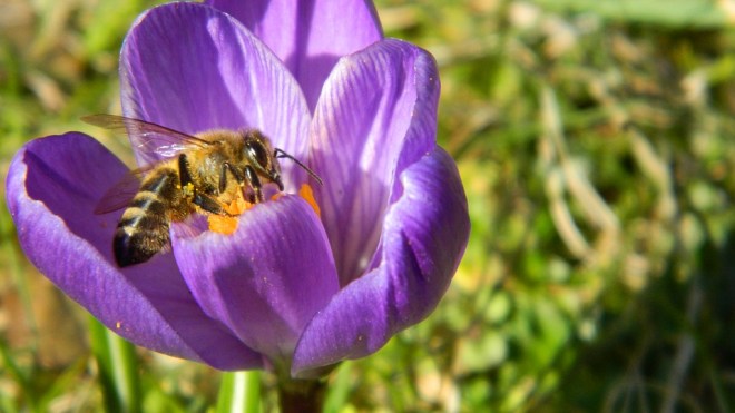 crocus-honeybee