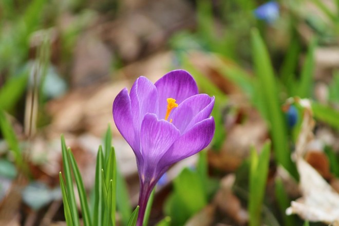 crocus-purple-single