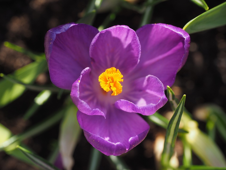 crocus-sunshine