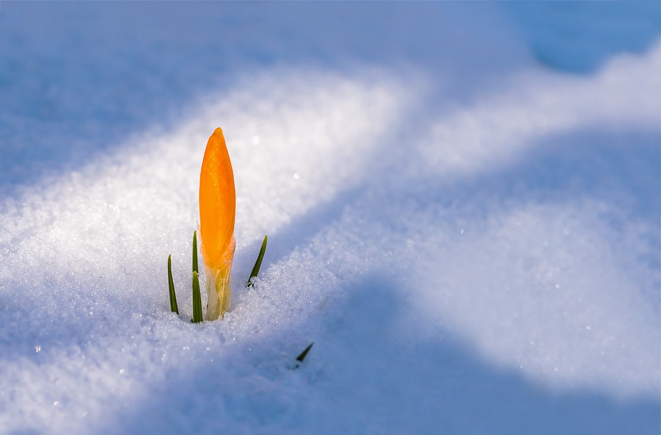 Crocus-yellow-snow