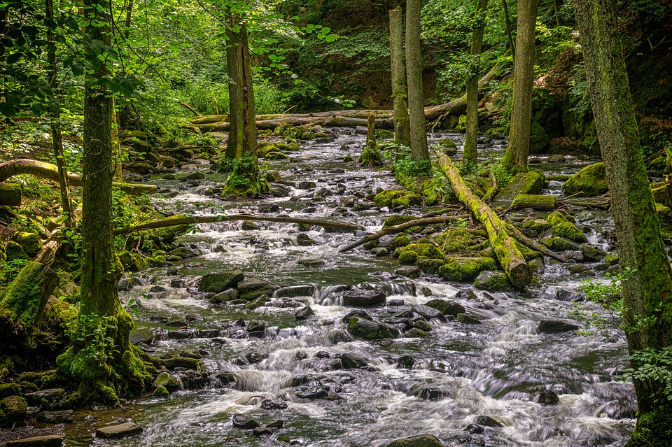 Forest-Stream