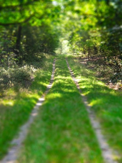 Grassy-Woodland-Road