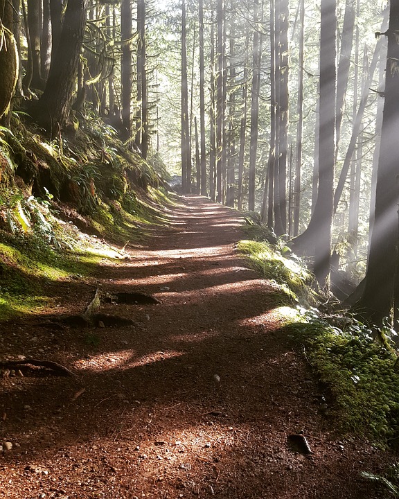 Sunlit-Woods