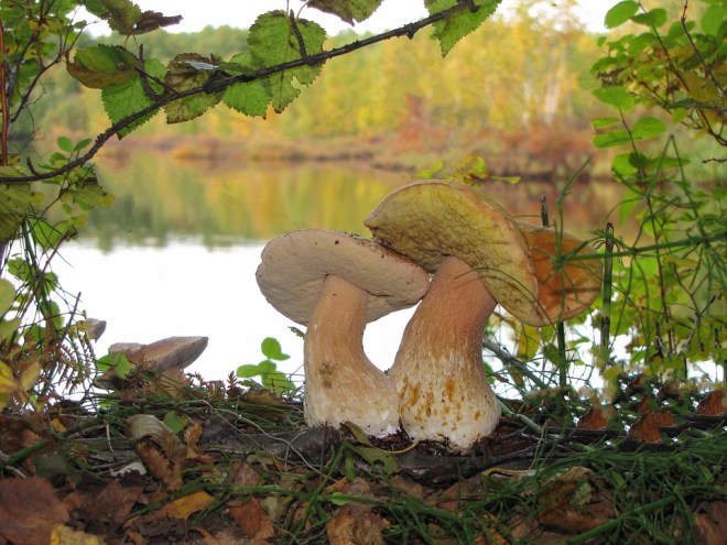 Woods-Mushrooms