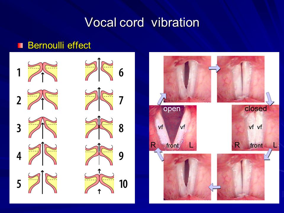 Vocal cord vibration Bernoulli effect