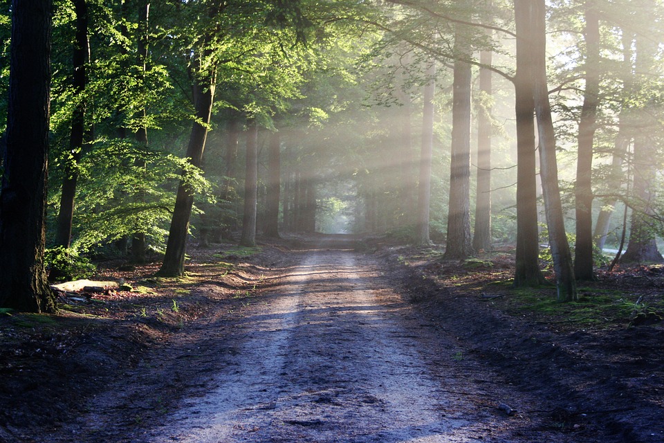 DirtRoadTreesMist