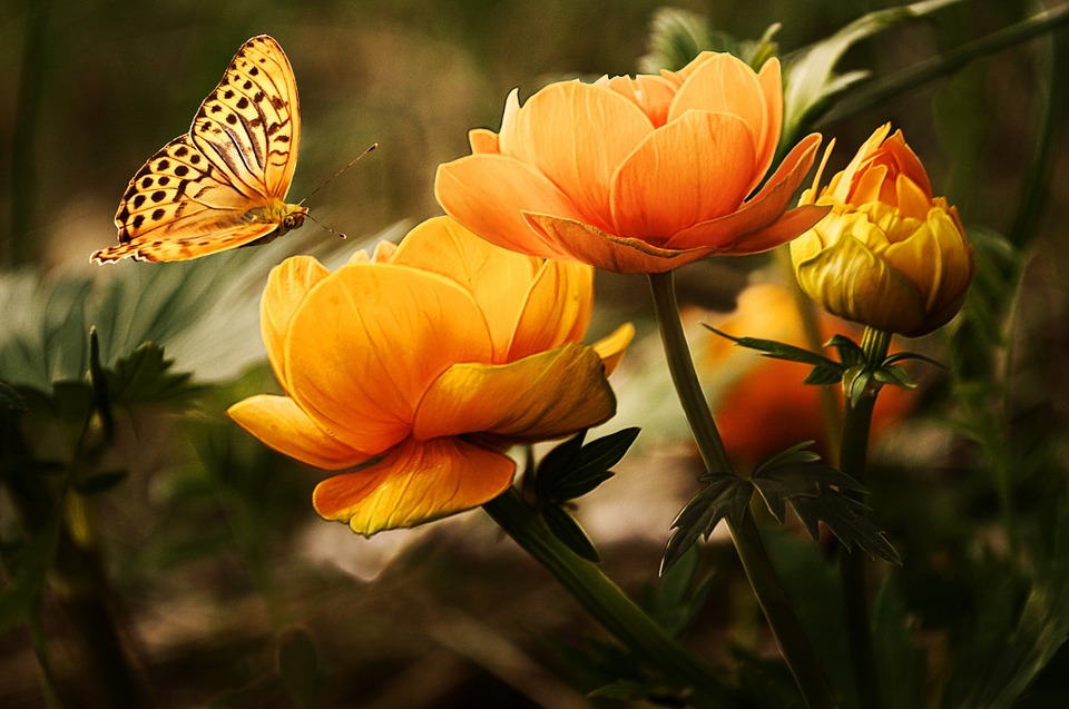 Flower&amp;Butterfly