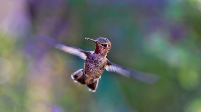 Hummingbird3