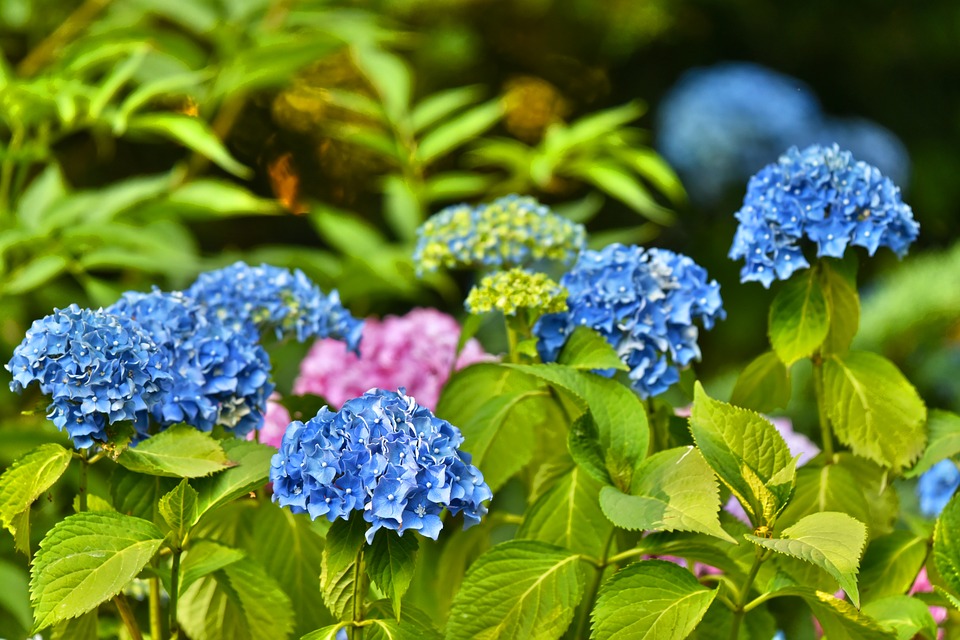 hydrangea
