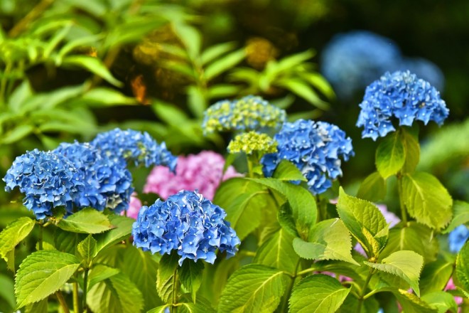 hydrangea
