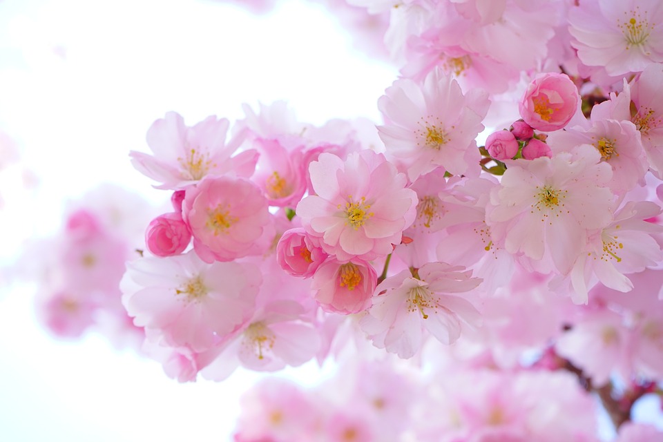 JapaneseCherryBlossoms