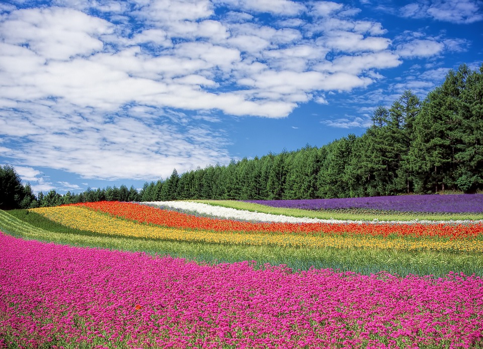RainbowFlowerField