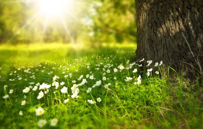 SpringFlowersTreeSun