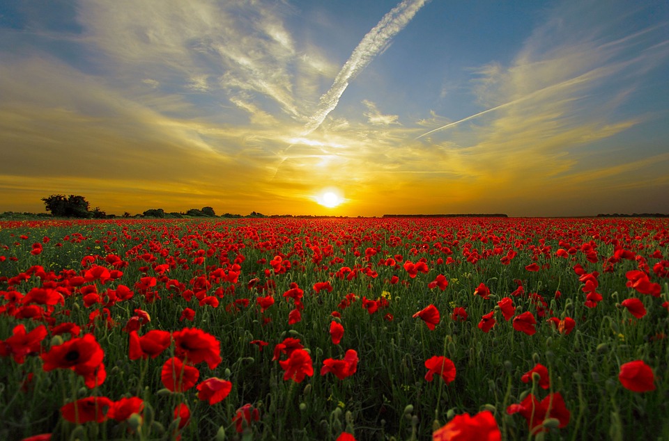 SunsetRedFlowers