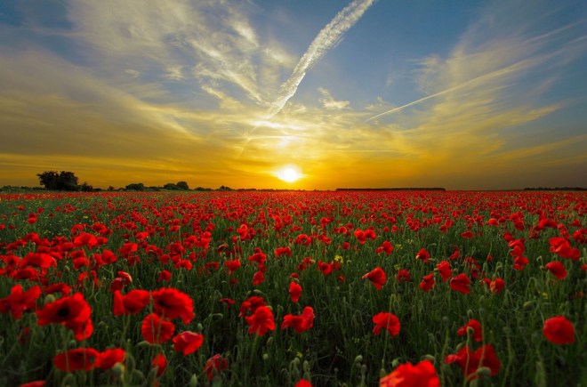 SunsetRedFlowers