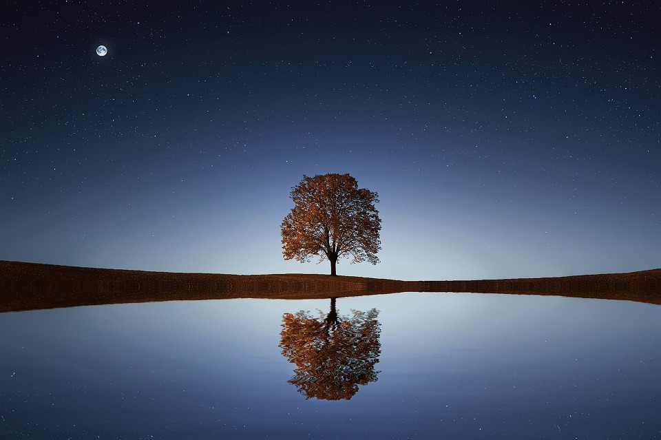 TreeLakeStars
