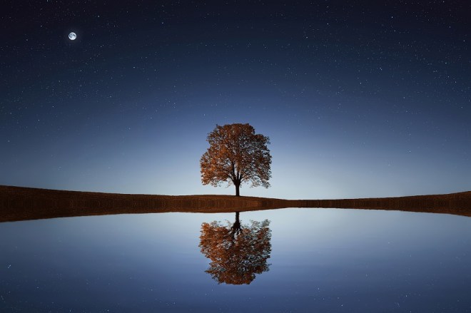 TreeLakeStars