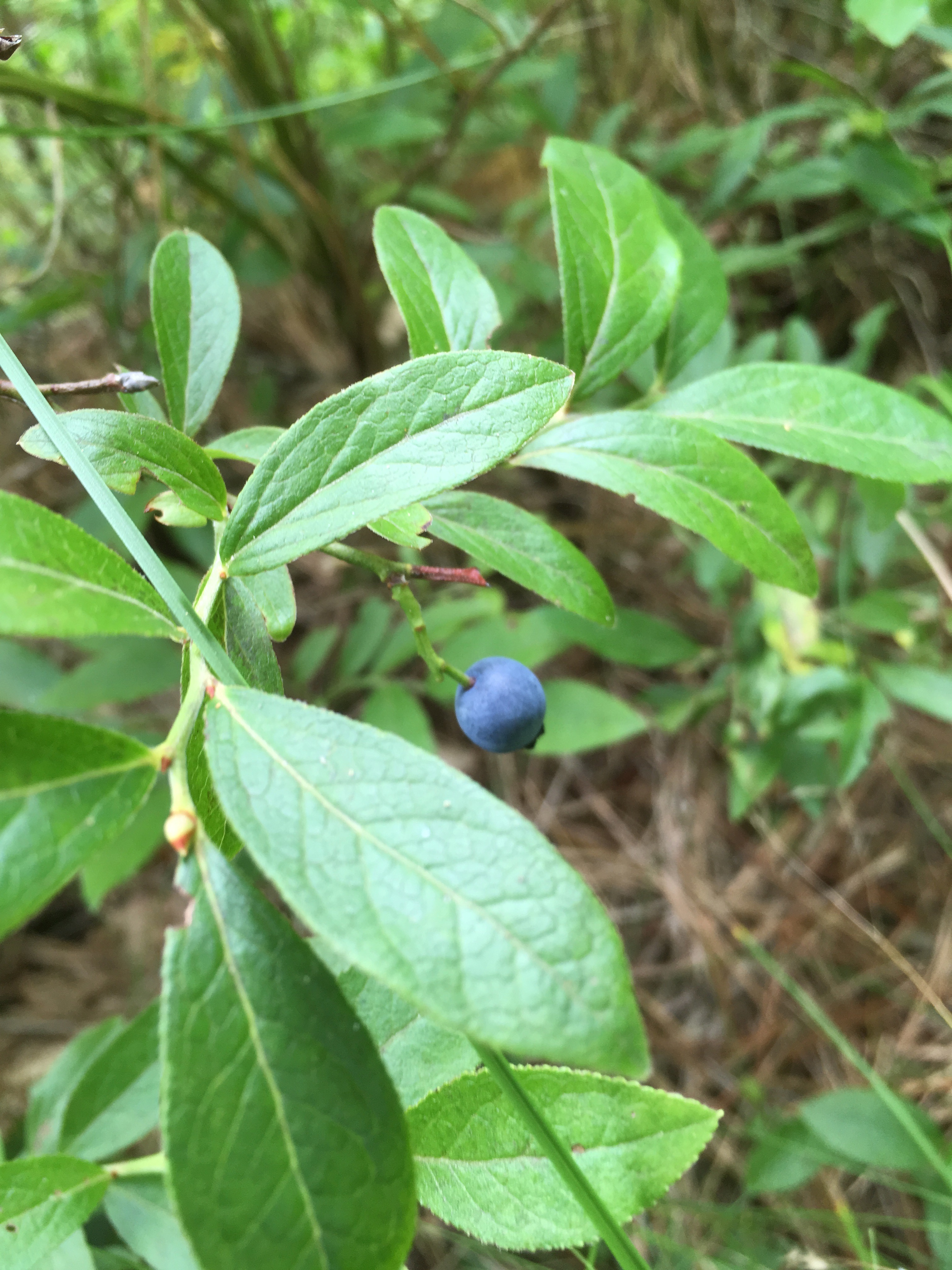 BlueberryCloseup