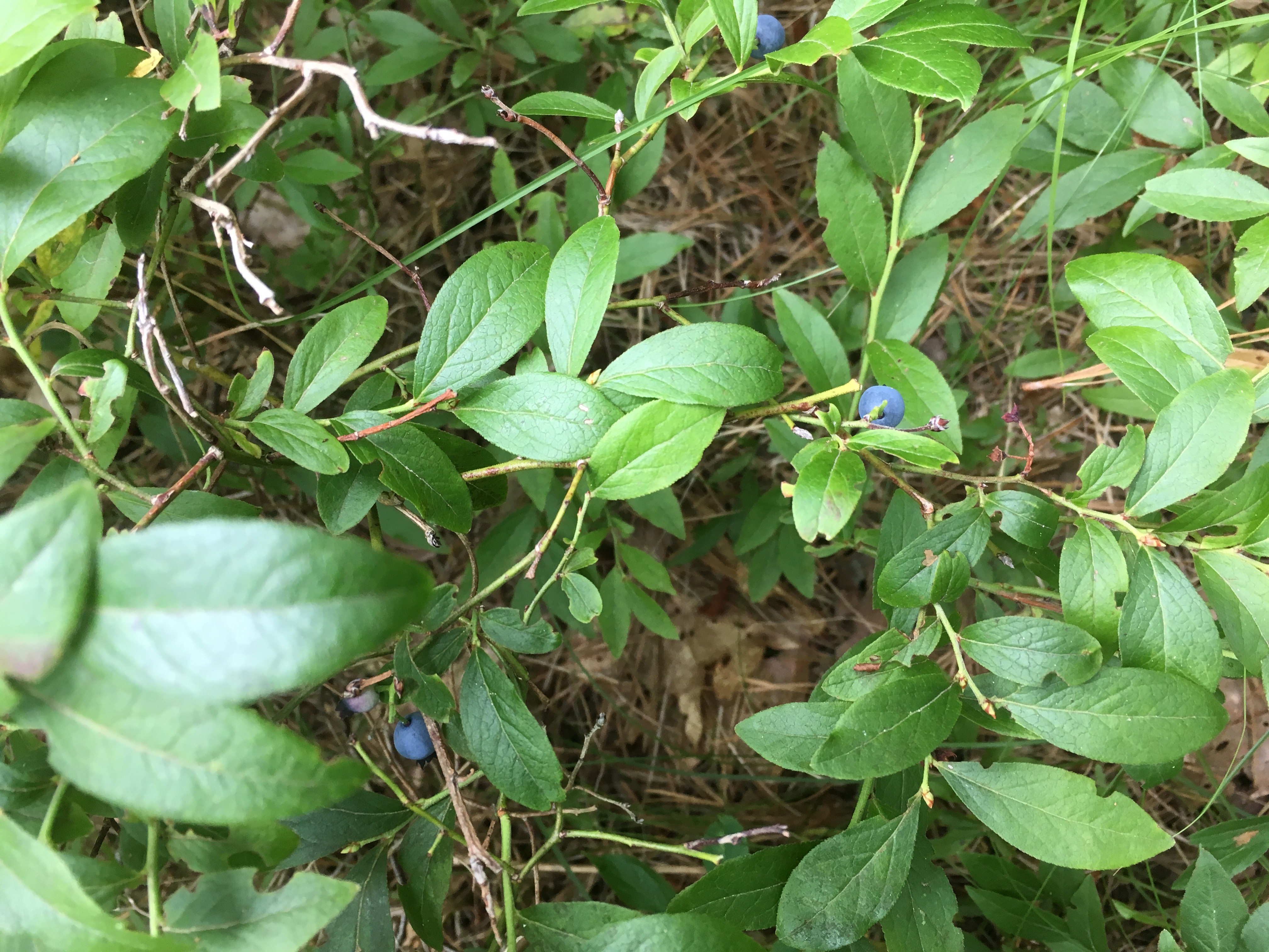 BlueberryPlant