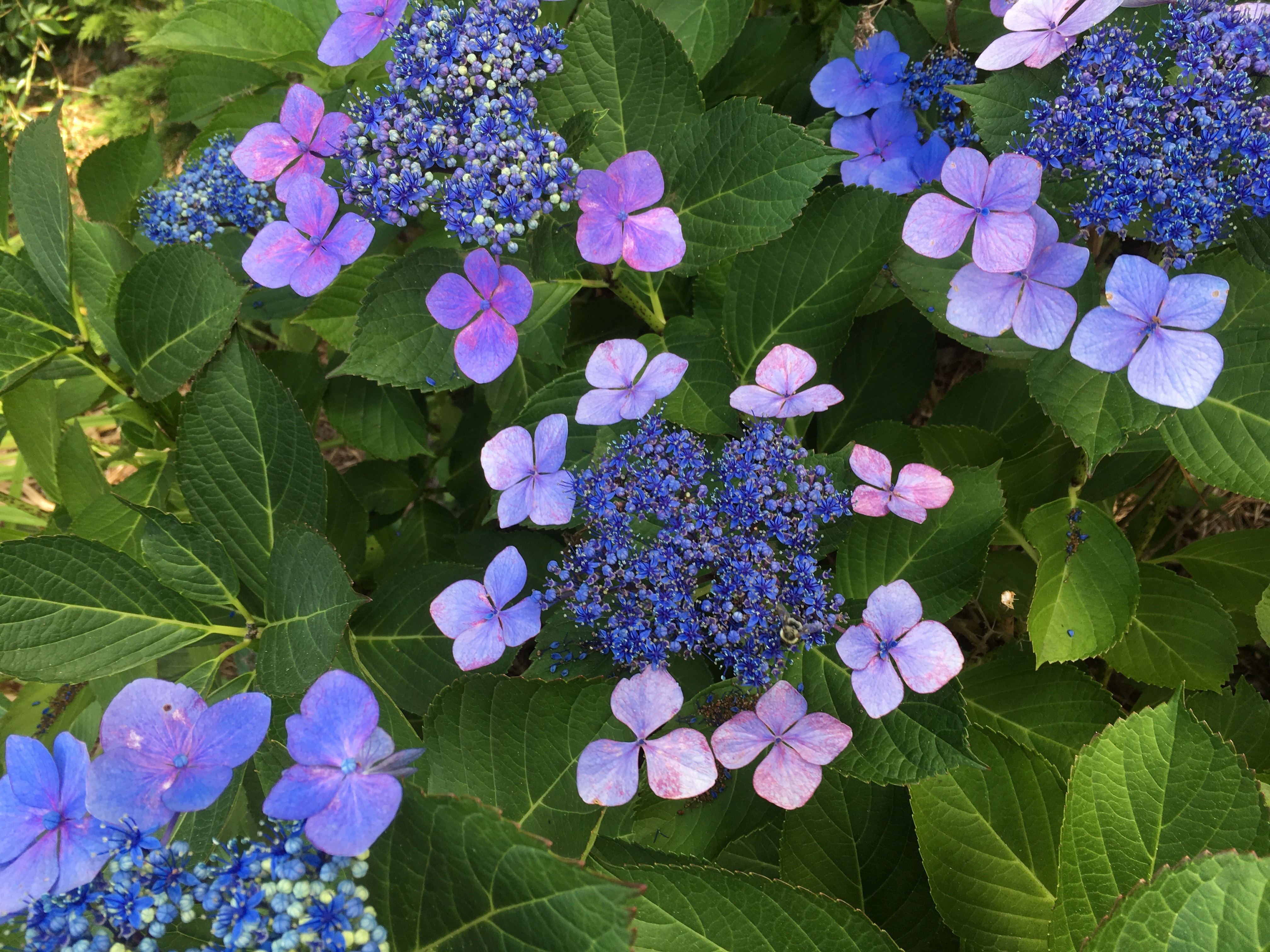 HydrangeaCloseup