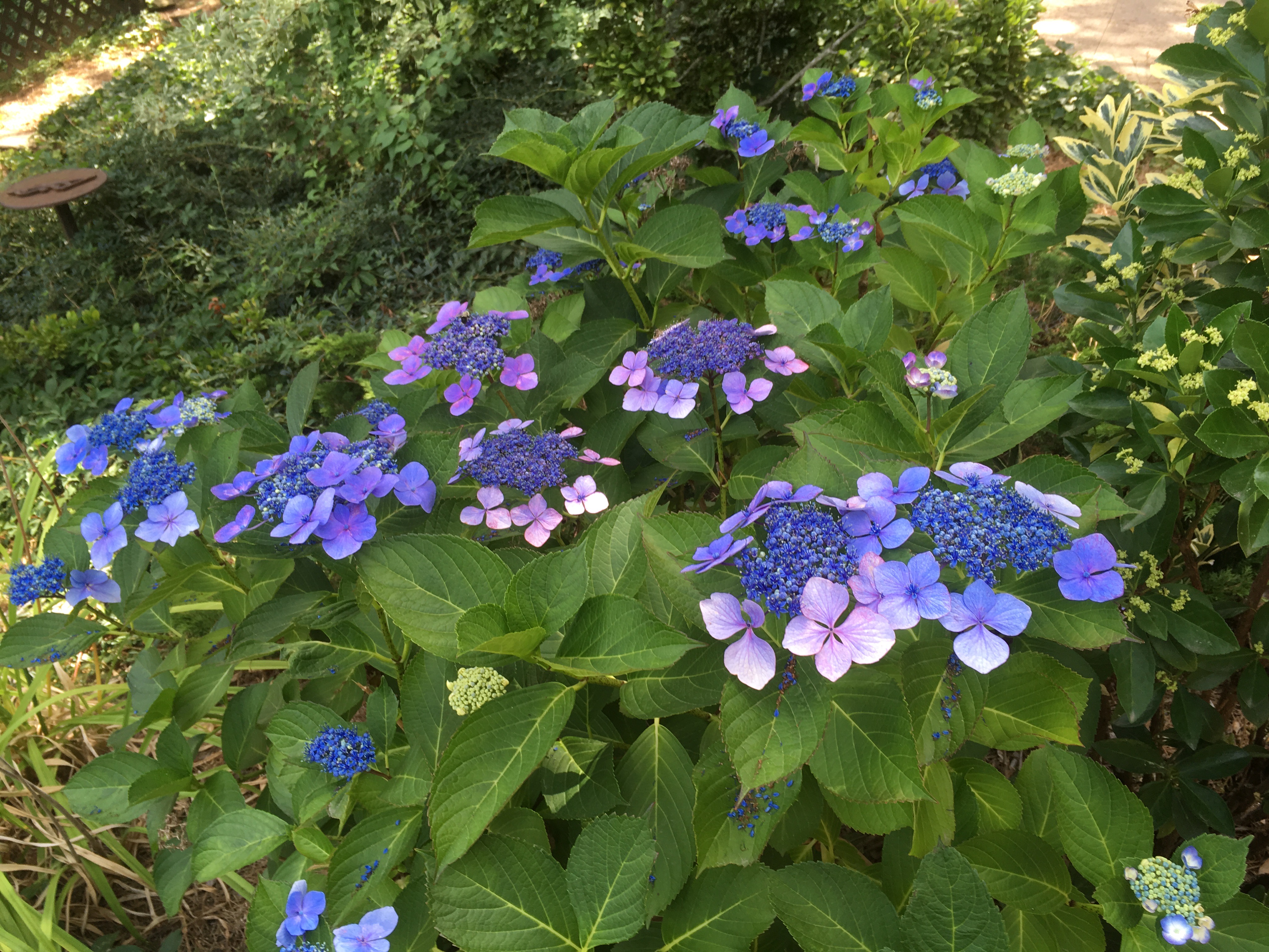 HydrangeaPlant