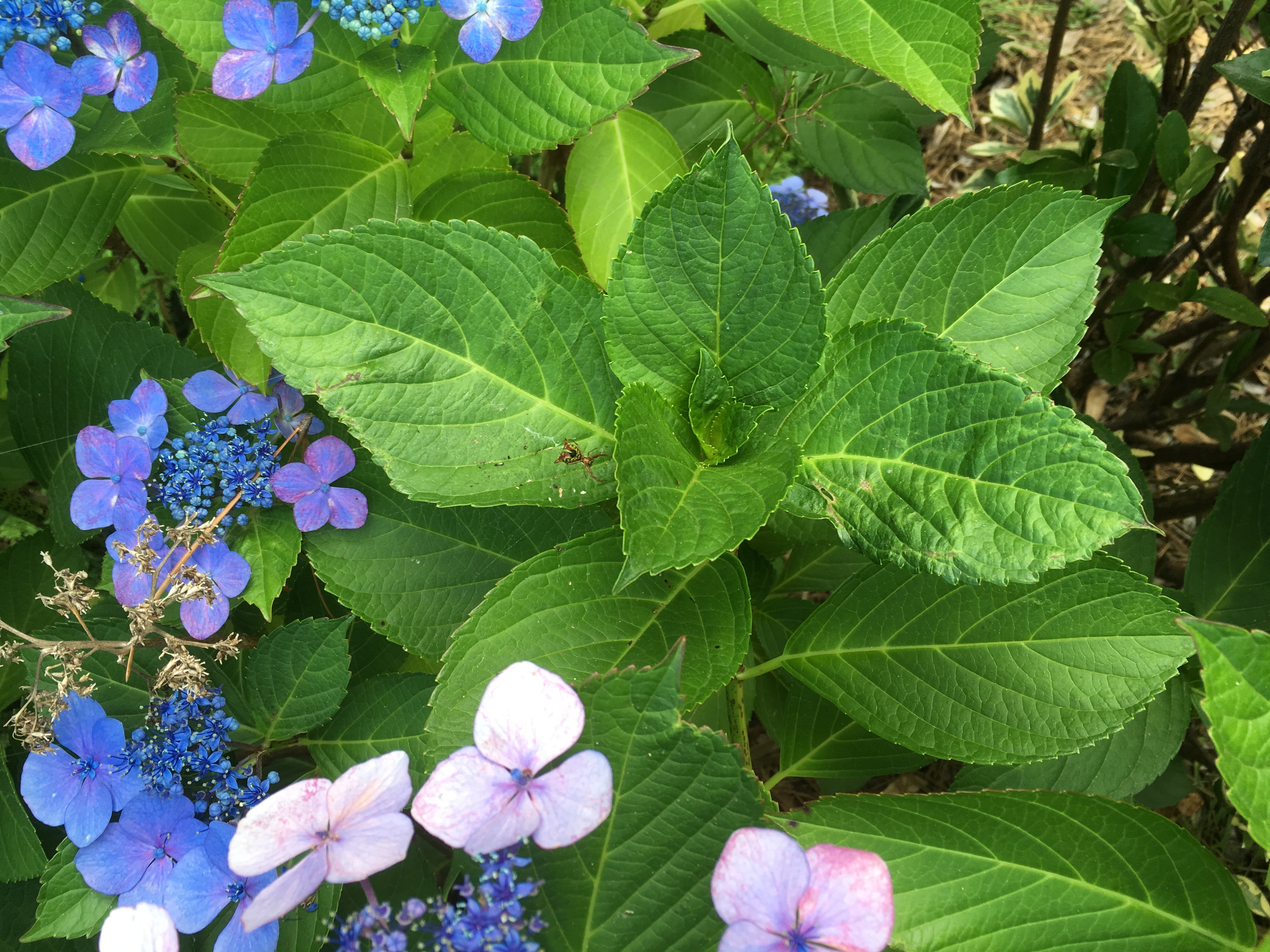 HydrangeaSpiderWeb